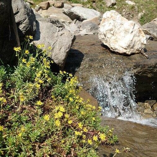 Saxifraga aizoides Hábito