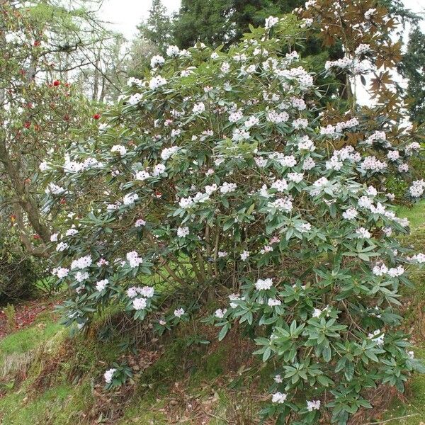 Rhododendron crinigerum Plante entière