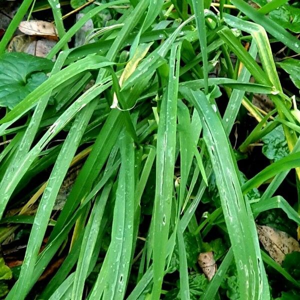 Milium effusum Blad