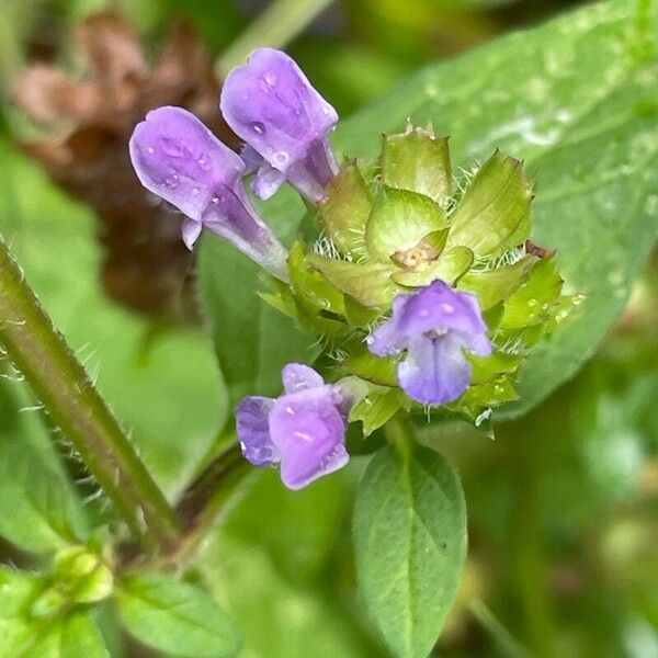 Prunella vulgaris Blüte