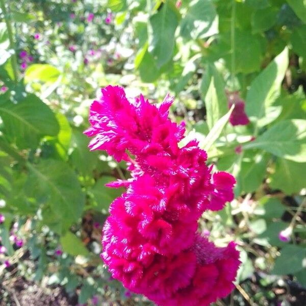 Celosia argentea Flower