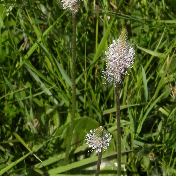 Plantago media Flower