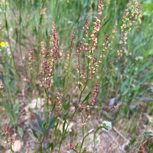 Rumex acetosella Blüte