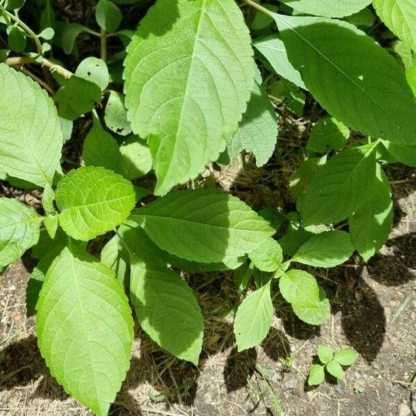 Ocimum campechianum Feuille