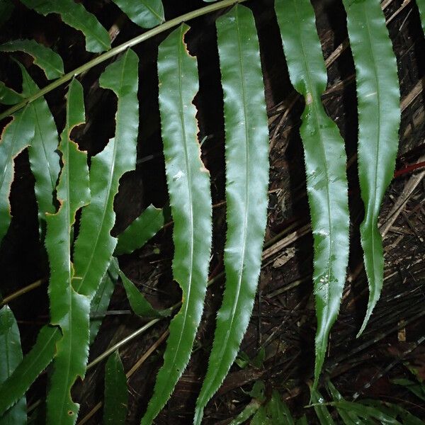 Stenochlaena tenuifolia Листок