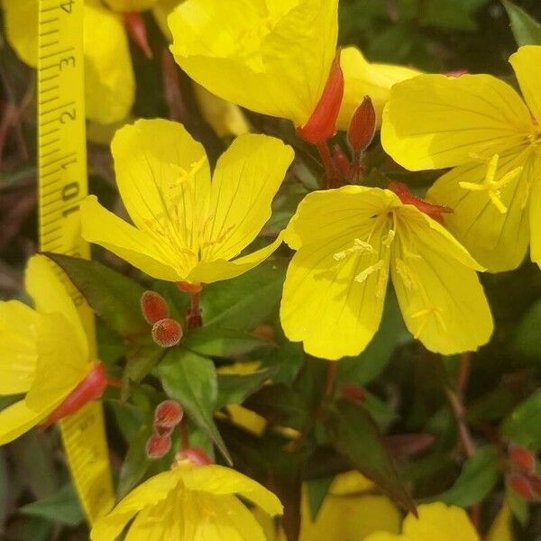 Oenothera tetragona 花