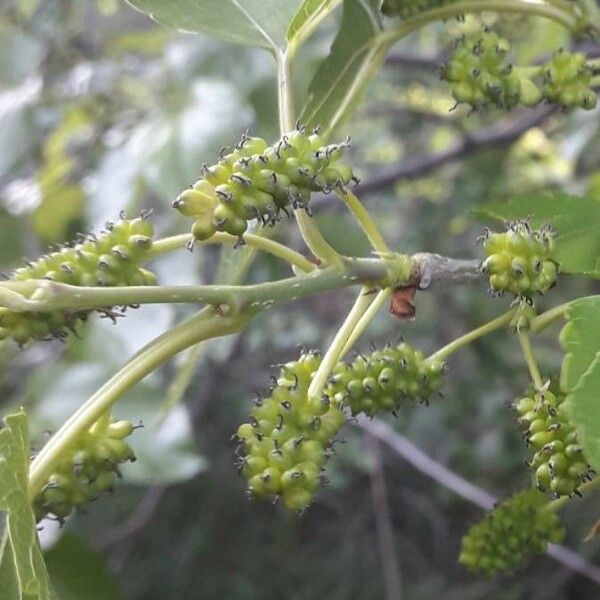 Morus alba Frukto