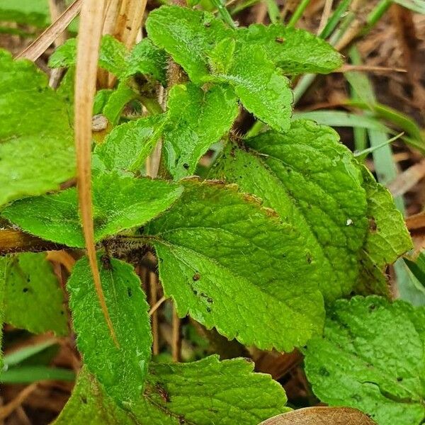 Ageratum conyzoides Leaf