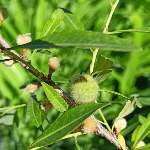 Prunus tenella Плід