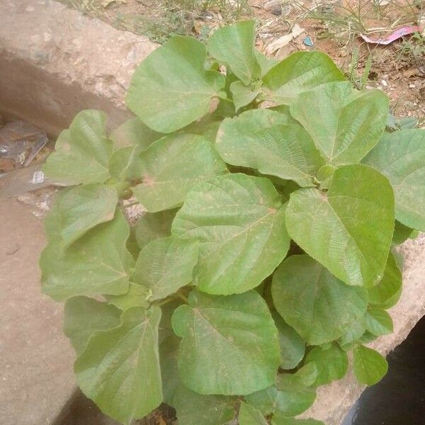 Alchornea cordifolia Frunză