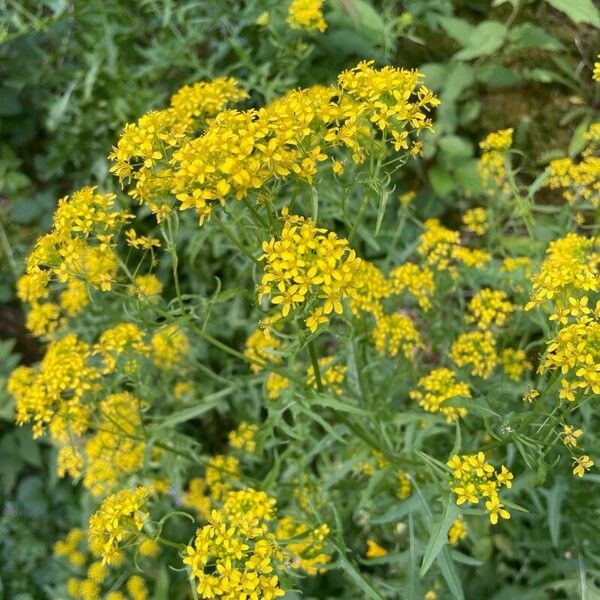 Sisymbrium austriacum Habit