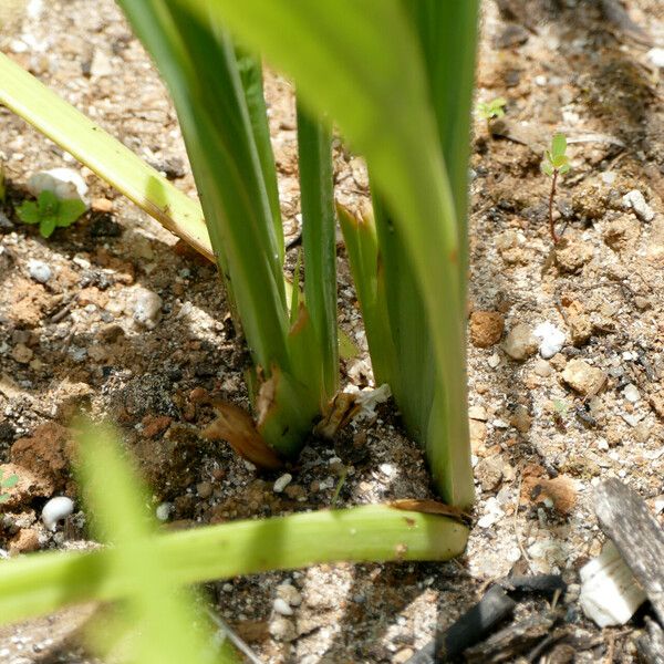 Trimezia martinicensis Іншае