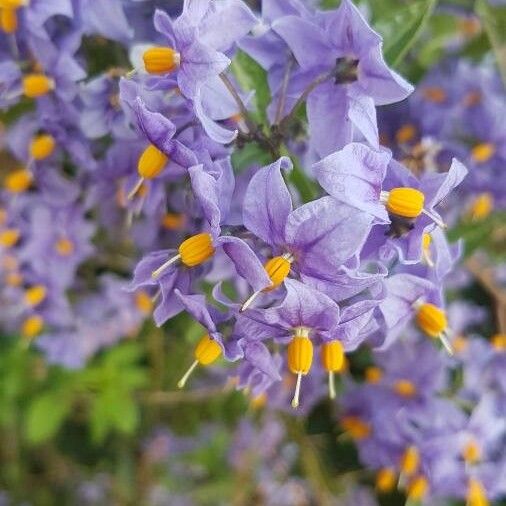 Solanum crispum (Chilean nightshade)