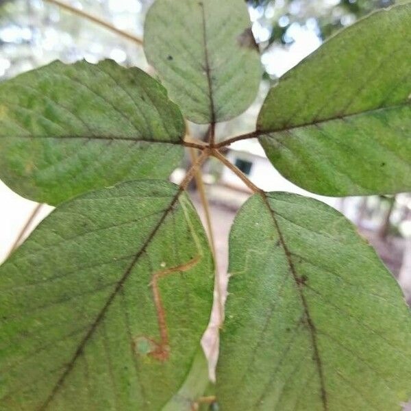 Handroanthus ochraceus ഇല