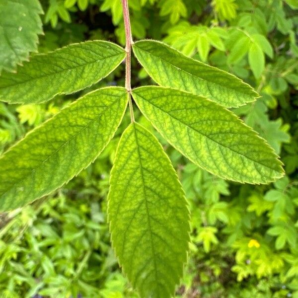 Rosa majalis Leaf