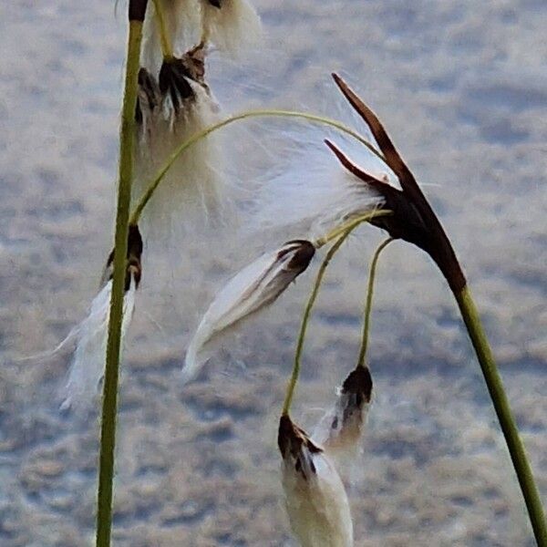 Eriophorum latifolium 花