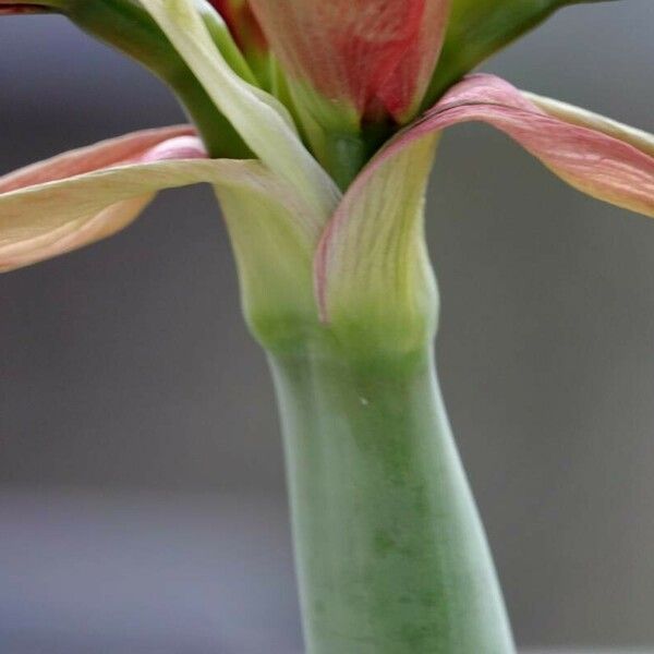 Hippeastrum reginae Φλοιός