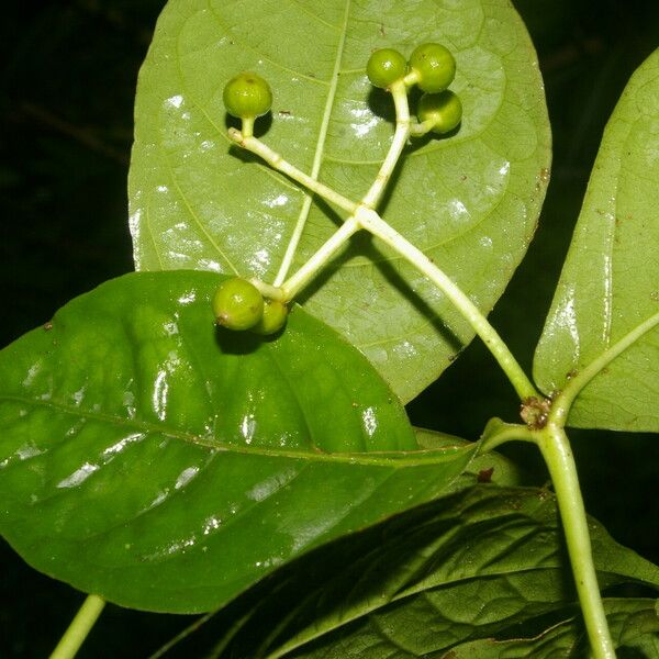 Rudgea cornifolia ഇല