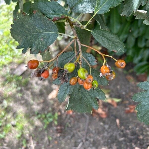 Scandosorbus intermedia Vili