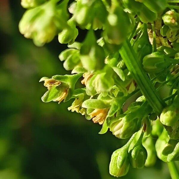 Rumex confertus Floro