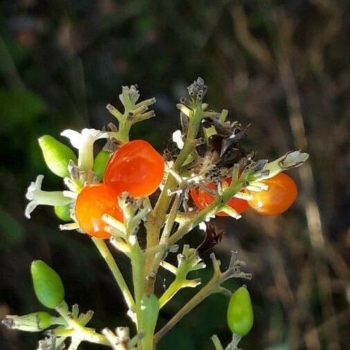 Daphne gnidium Fruto