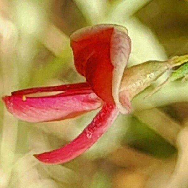 Alhagi maurorum Flower