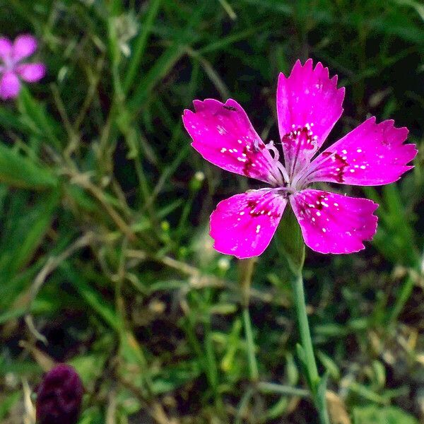 Dianthus deltoides Floare