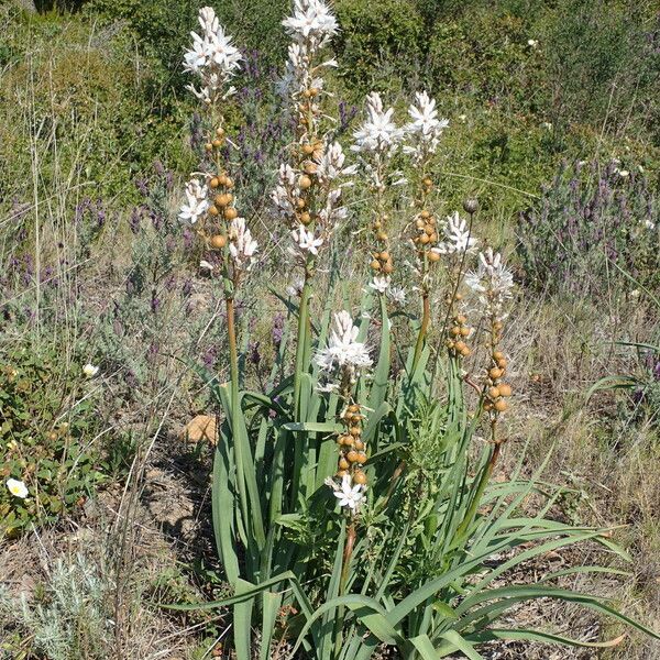 Asphodelus macrocarpus Habit