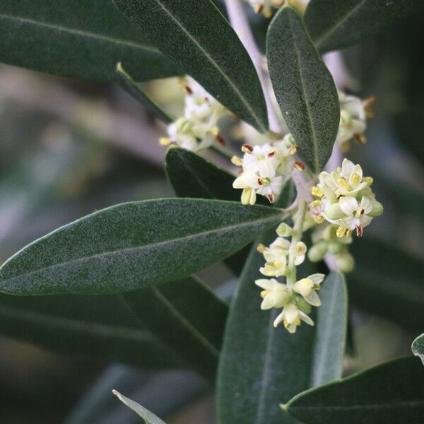 Olea europaea Flor