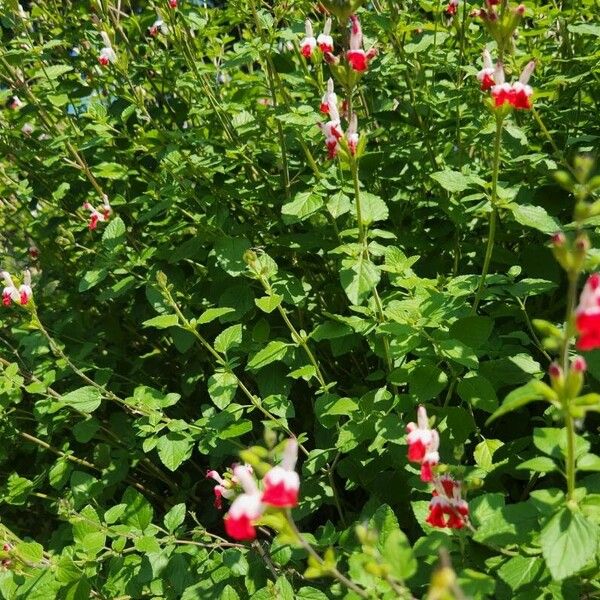 Salvia microphylla Flower