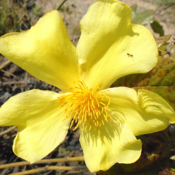 Cochlospermum planchonii 花