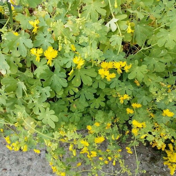 Tropaeolum peregrinum (Canary-creeper)