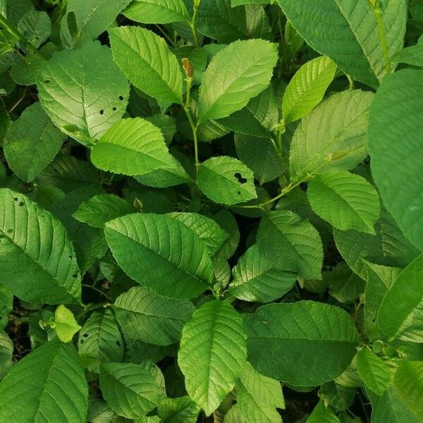 Alnus nepalensis Leaf