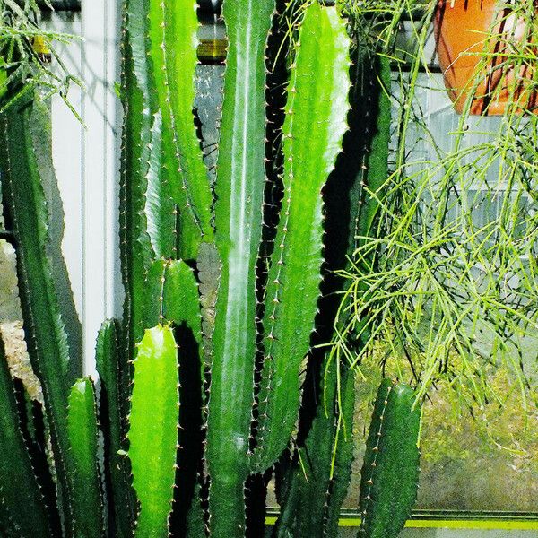 Euphorbia triangularis Habit