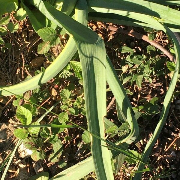 Asphodelus macrocarpus Leaf