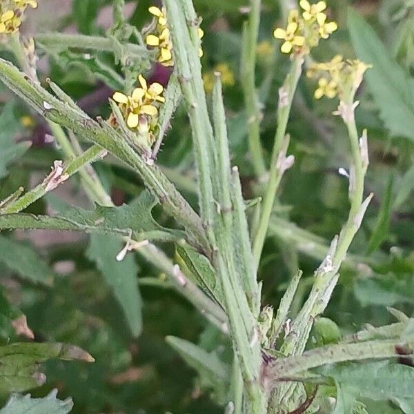 Sisymbrium officinale Vrucht