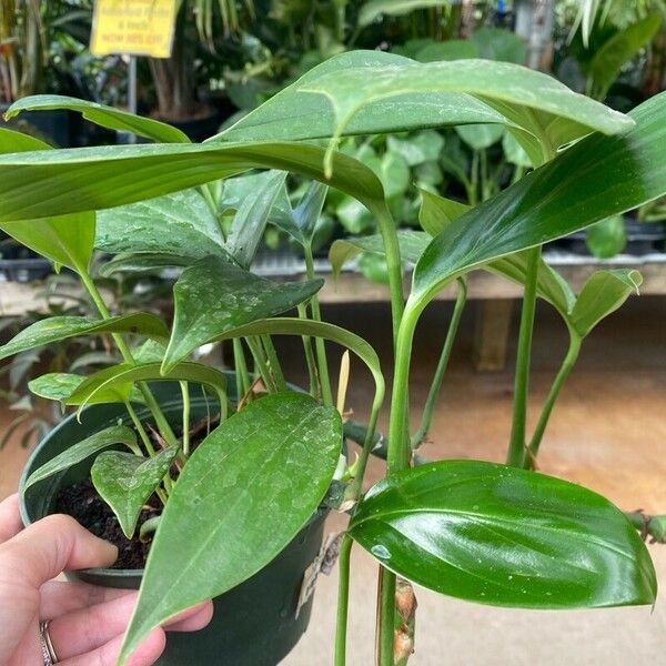 Monstera lechleriana Lapas