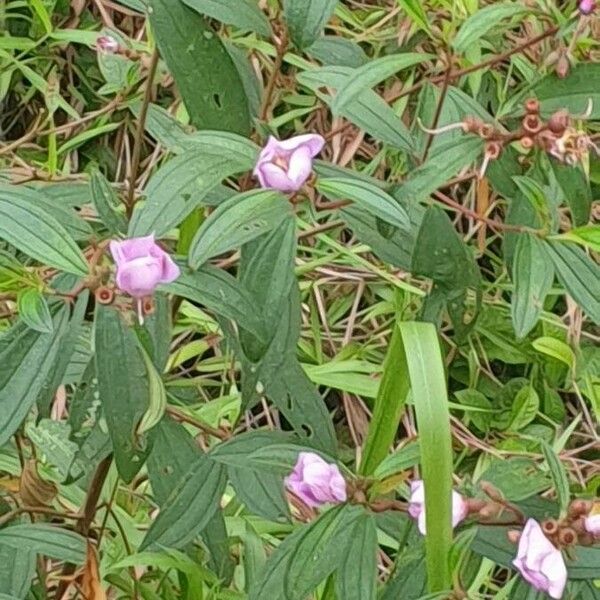 Melastoma malabathricum Květ