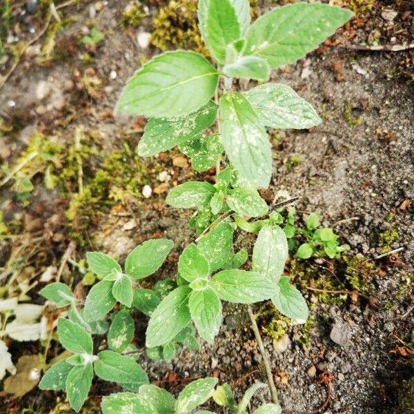 Mentha arvensis Листок