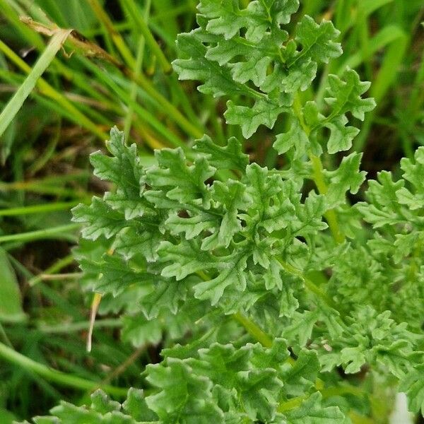 Senecio doria Blad