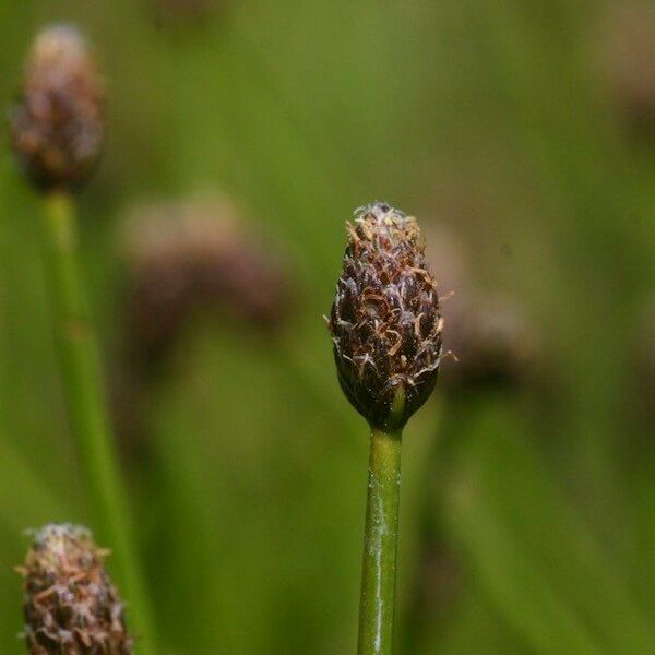 Eleocharis ovata Цвят