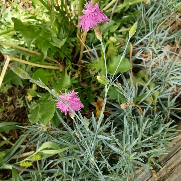 Dianthus plumarius Цвят