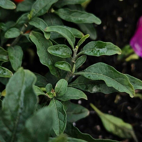 Solanum pseudocapsicum 葉