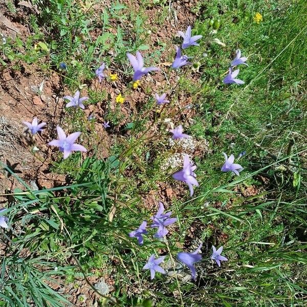 Campanula patula Pokrój