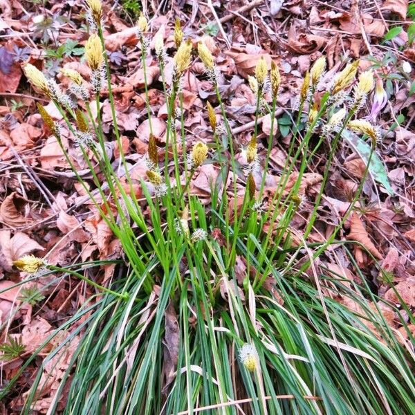 Carex umbrosa Kvet