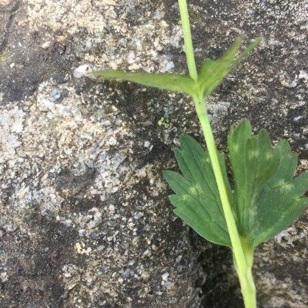 Ranunculus acris Hoja