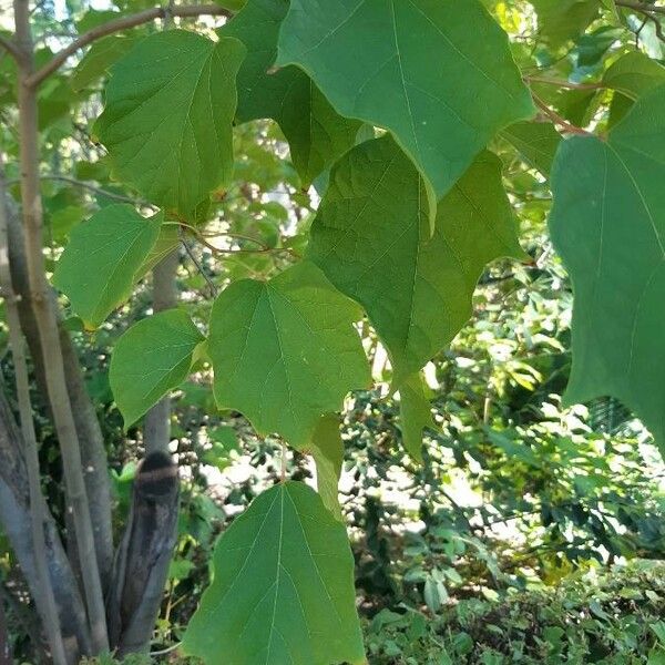 Alangium platanifolium Feuille