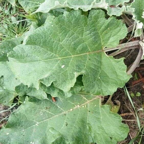 Arctium nemorosum Feuille