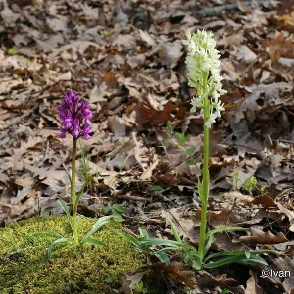 Dactylorhiza romana Hàbitat