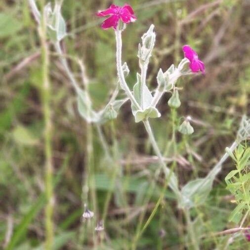 Lychnis coronaria Blomma